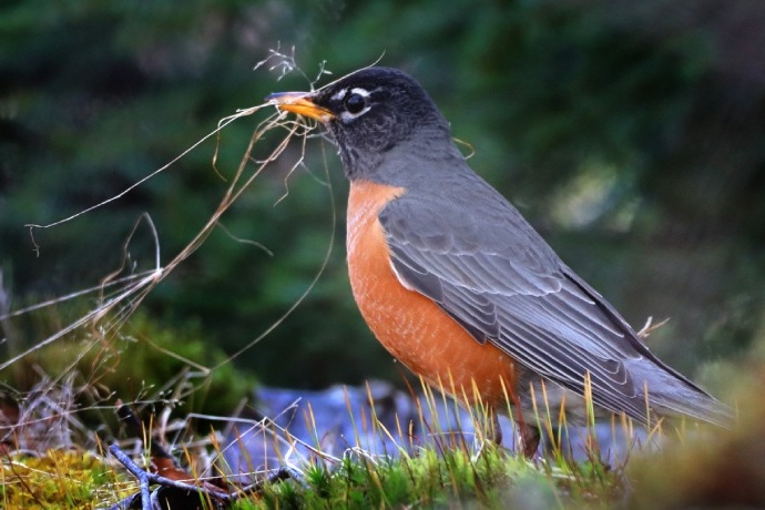 Un oiseau à la poitrine rouge se tient debout au sol parmi des branches avec des brindilles dans le bec.