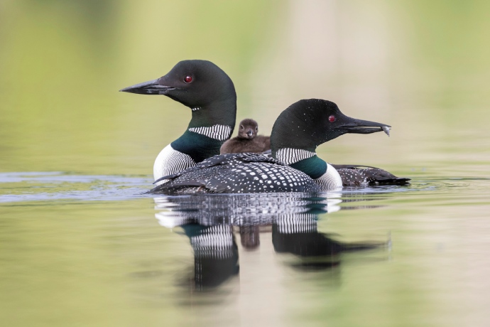 A week-old Common Loon chick rides on its mother's back as its father swims past.