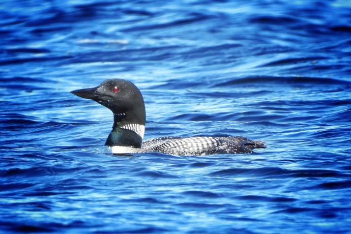 A bird with black and white plumage swims in the dark blue water.