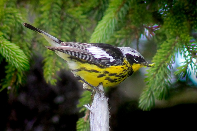 Un petit oiseau à la poitrine jaune tachetée et à la tête grise perché sur la branche d’un arbre à feuillage persistant.