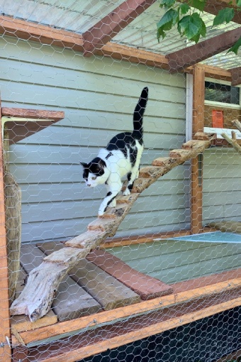 A white and black cat walks down a ribbed plank within an enclosed area.