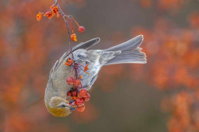 A grey coloured bird hangs upside down from a twig as it eats the red berries that are attached.