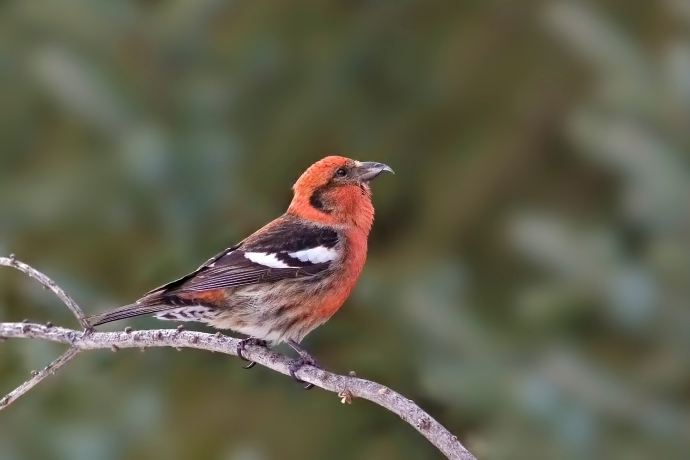 Un oiseau rouge aux ailes brunes et blanches et au bec courbé perché sur une branche.