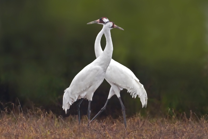 Two large white birds are standing.