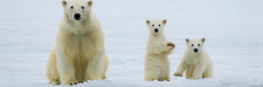 An adult polar bear and two cubs on an ice flow.