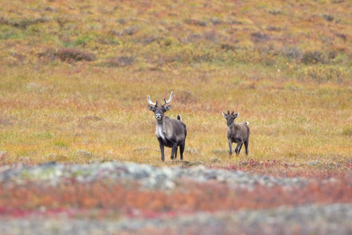 One mother caribou with small antlers and her calf with even smaller antlers walk towards the camera in a shrubby tundra landscape.