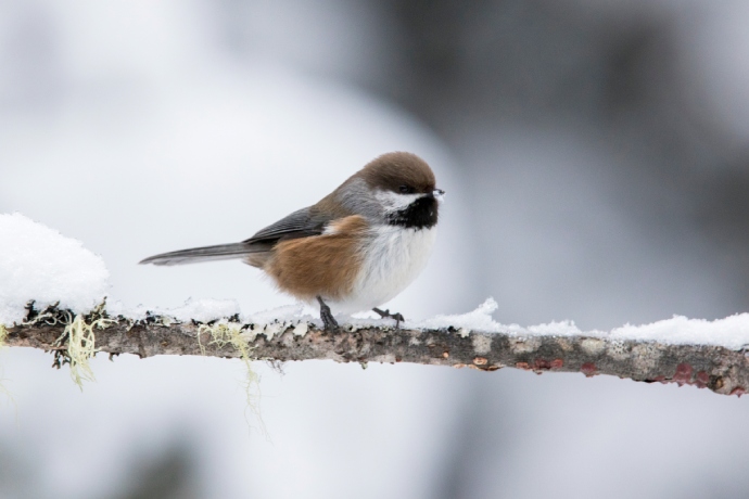 A plump bird perches on a snow covered branch that has lichen attached to it.