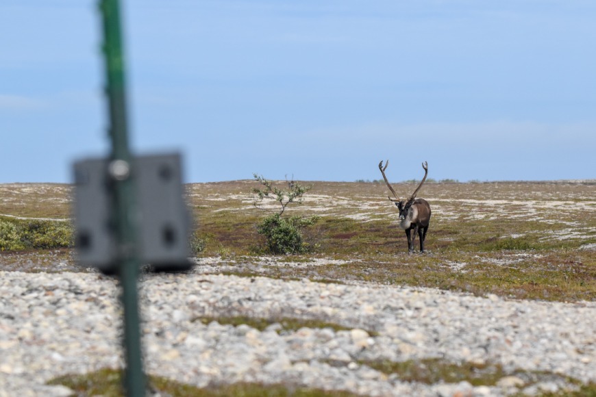A single caribou stands in the distance with a mounted trail camera in the foreground.