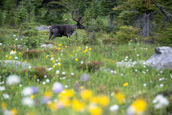 A caribou stands in a treed meadow with spring flowers in the foreground.