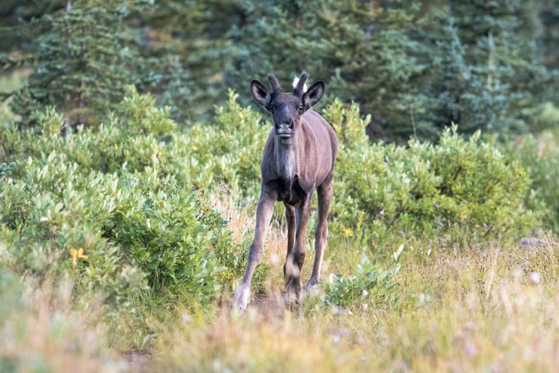 A caribou calf faces the camera in a forested grassy area.