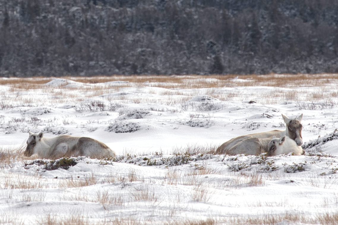 Three caribou calves lay in the snow, two are snuggled up together.