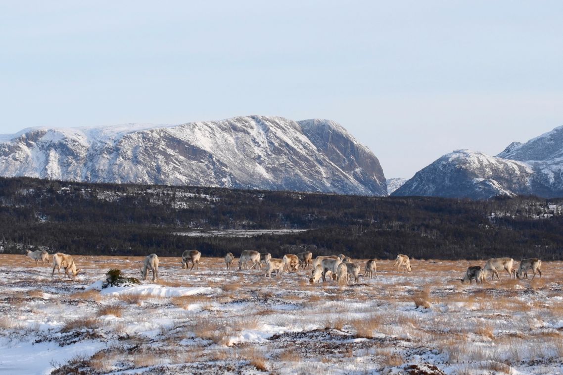A herd of caribou graze on partially snow covered ground cover with a snow capped hillside and mountains in the background.