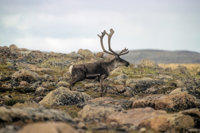 A single caribou stands in a rocky tundra landscape.