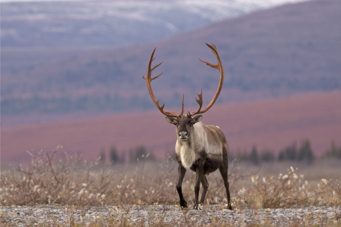  A single caribou faces the camera with rolling treed hills in the background, his large antlers outstretched in a gentle curve.