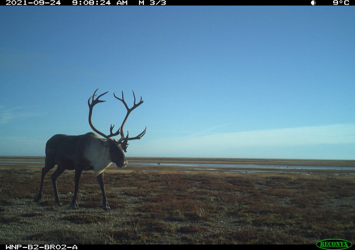 A caribou is captured on a trail camera. The date, time, temperature, and park name are shown along the top and bottom of the image.