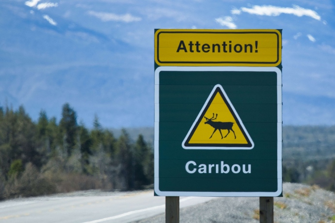 Un panneau de signalisation vert avertit les conducteurs par des avertissements jaunes de la présence de caribous le long de cette route.