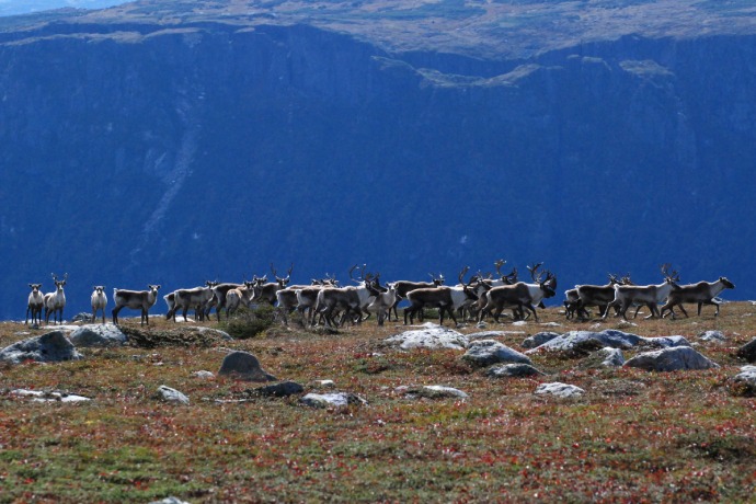 A herd of caribou stand along the ridgeline of a hill with a large flat-faced mountain in the background.