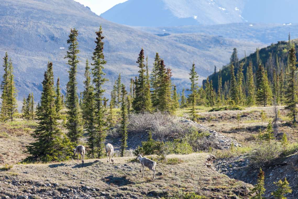 Three caribou walk along a small hillside in a tree covered landscape with a large mountain in the background.