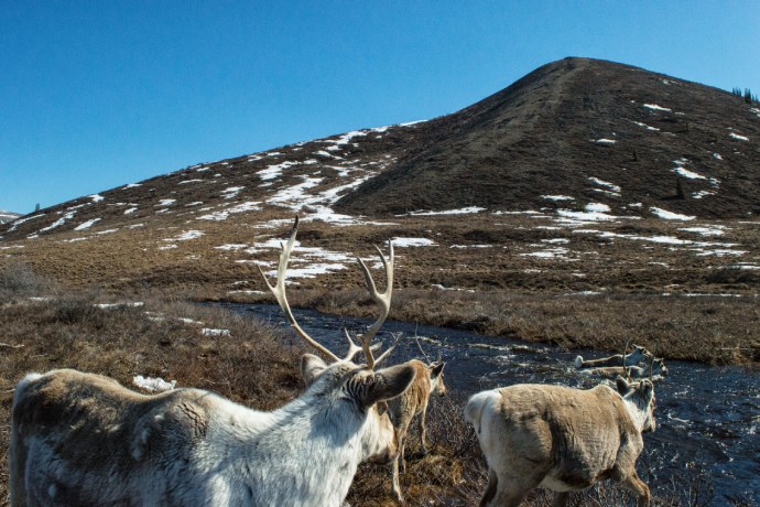 Gros plan de trois caribous s’éloignant de la caméra en direction d’une rivière et d’une grande colline partiellement enneigée.