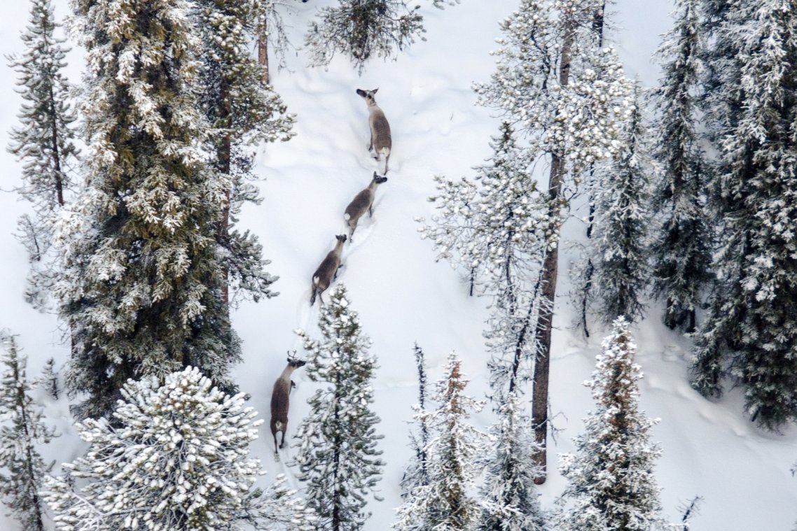 An aerial shot of four caribou walking on deep snow covered ground through the forest.