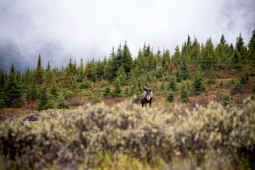A caribou faces the camera in a tree covered landscape with a fog bank in the background.