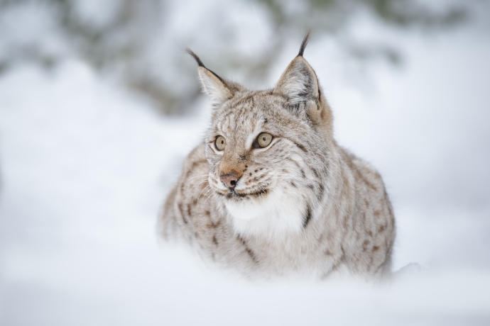 A large wild cat lies in the snow looking attentively into the distance.