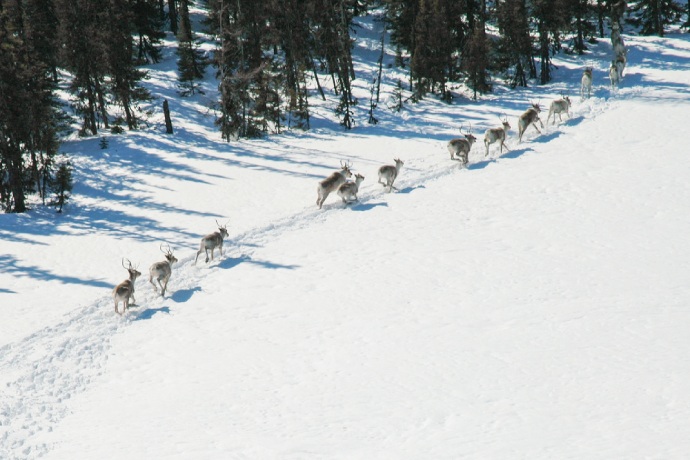 A small herd of caribou walk in a line along a trodden path in the snow.