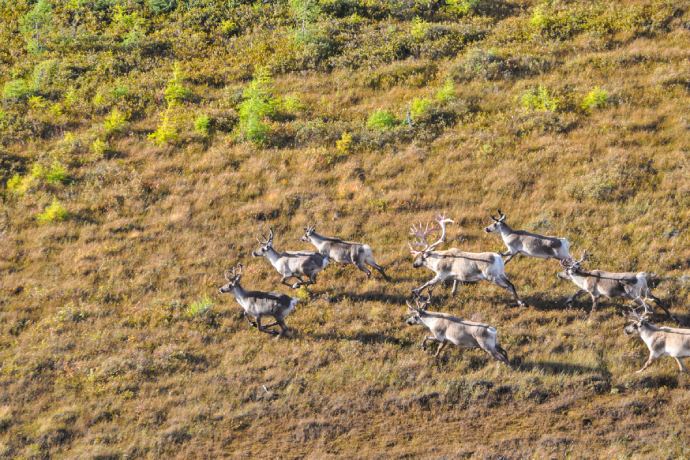 An aerial shot of a small herd of caribou running through a shrubby landscape.