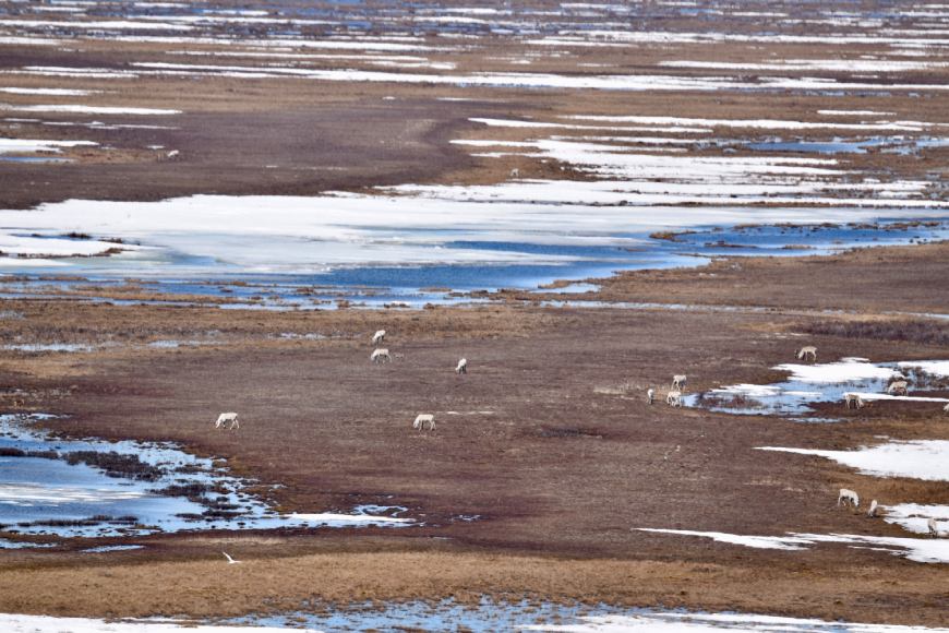 An aerial view of a vast arctic landscape with caribou dotted along it while grazing.