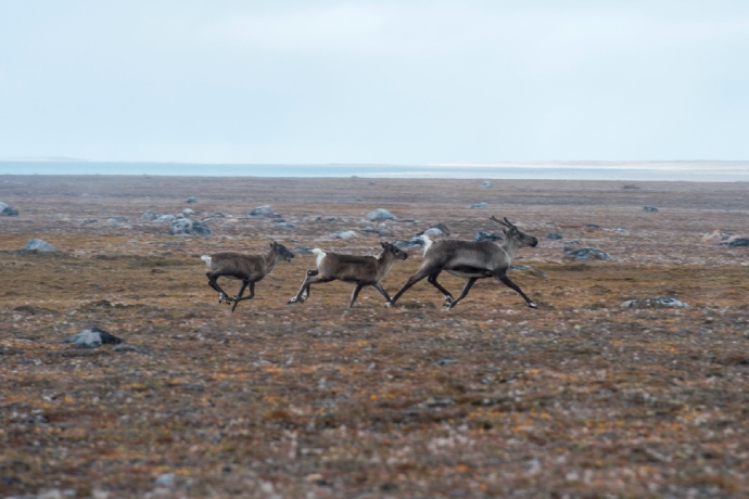 One mother caribou and her two calves run through an Arctic tundra landscape.