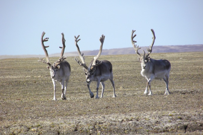 Three caribou walk across an arctic tundra landscape toward the camera.