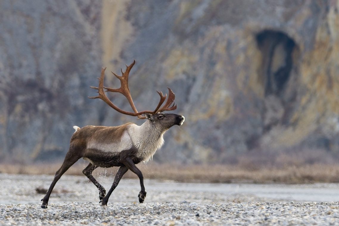 A caribou prances on a pebbly shore with a flat-faced mountain side in the background.
