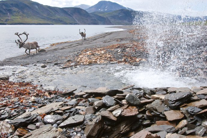 Two caribou walk down a lakeshore as water splashes high against some rocks.