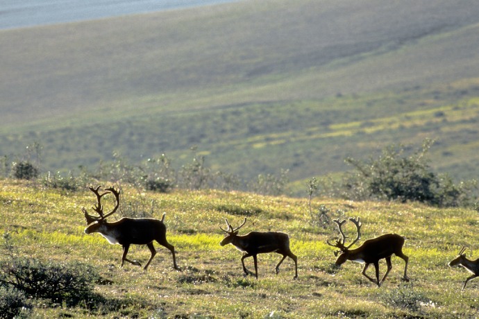 Trois caribous de taille adulte et un faon se pavanent sur une colline verte et herbeuse avec une plus grande colline en arrière-plan.
