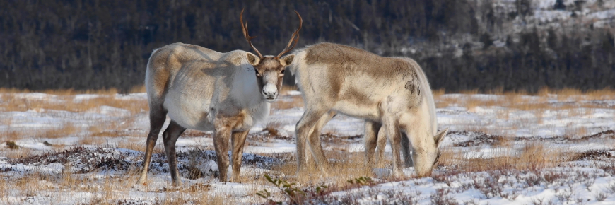Un caribou blanc et brun, doté de son panache, regarde droit dans la caméra tandis que d’autres broutent la végétation au sol dans un paysage enneigé.