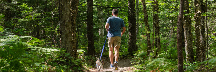 A man walks a dog along a dirt trail in the woods.