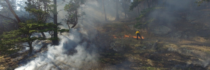 A person tending a small patch of fire in a smouldering landscape of trees and grassland.