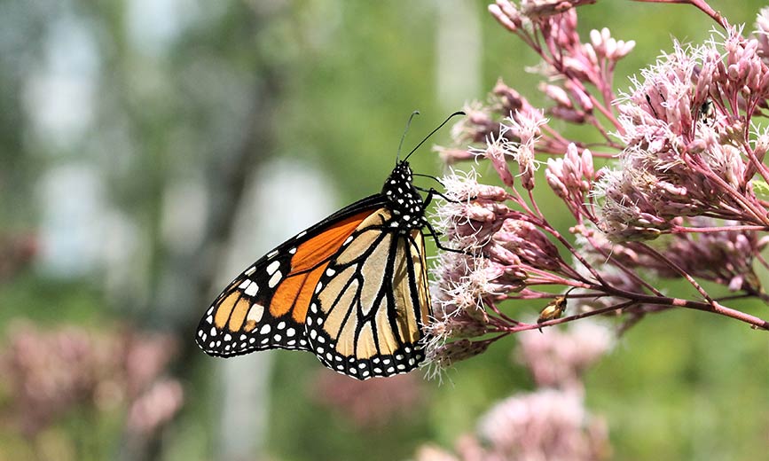 A monarch butterfly perched on Joe Pye Weed.  