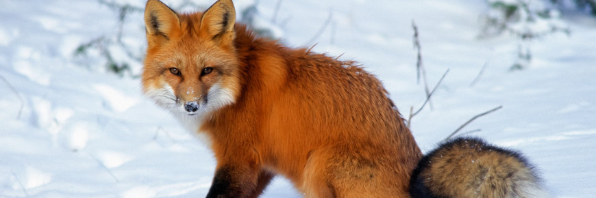 Red fox in winter.