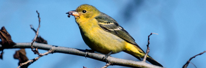 Western tanager.