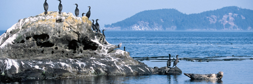Des cormorans et un phoque commun dans les bas-fonds.