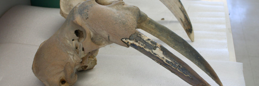 Crâne de morse avec ses défenses intactes.