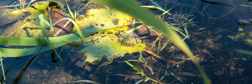 A frog partially camouflaged on a lily pad