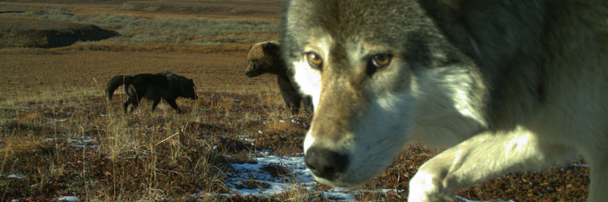 A close-up of a wolf in front of a bear and another wolf.