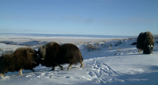 Three musk oxen in snow.