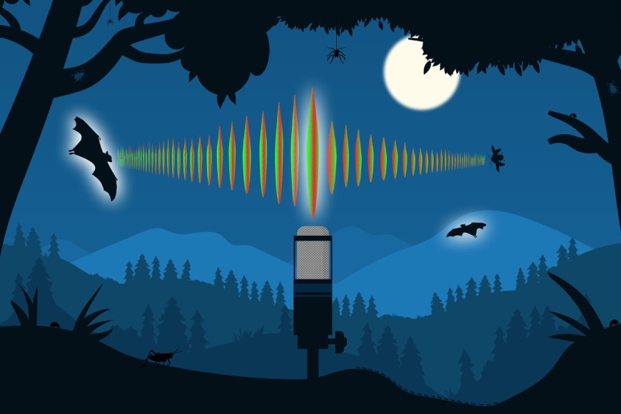 Illustration d’une forêt de nuit. Un microphone capte les fréquences sonores émises par une chauve-souris alors qu’elle chasse un insecte en vol.