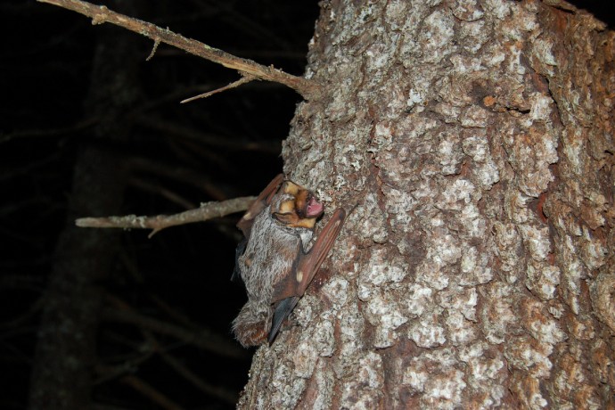 A grey bat with a brown face rests facing upwards on the trunk of a tree at night.