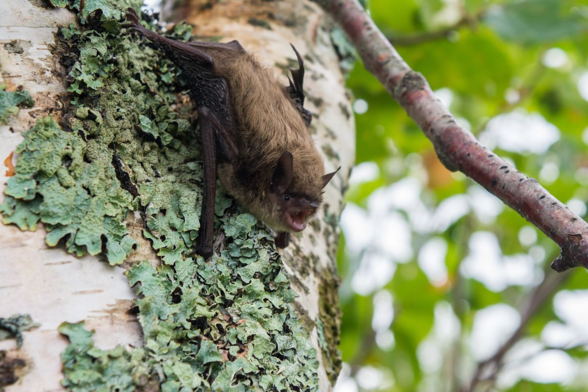 A brown bat rests facing downward on the trunk of a tree in the daytime.