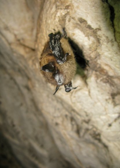 A brown bat with white fuzz on its nose, ears, and wings hangs from a stone wall.