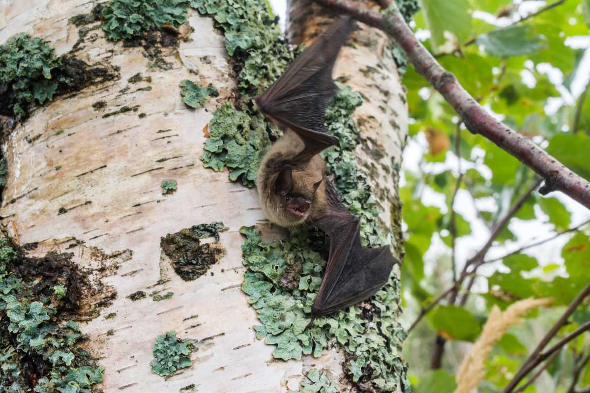 A brown bat with its wings extended rests on the trunk of a birch tree with lichen on it in the daytime.